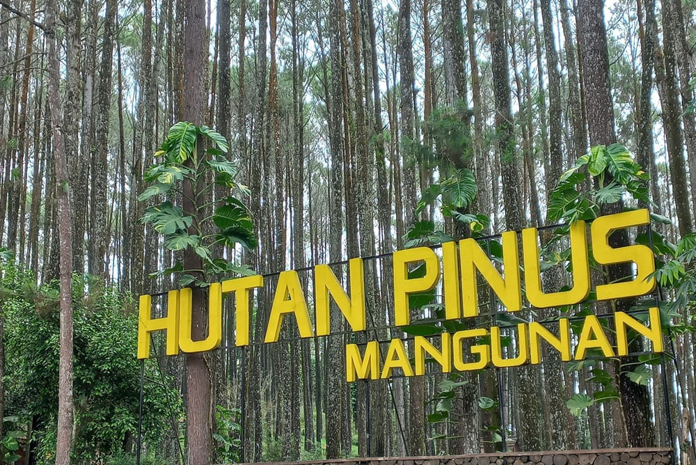 Pinus Mangunan
